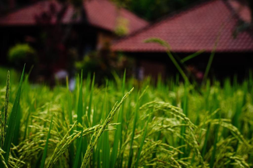 Puji Hostel And Bungalow Ubud Экстерьер фото